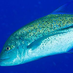 Bluefin Trevally