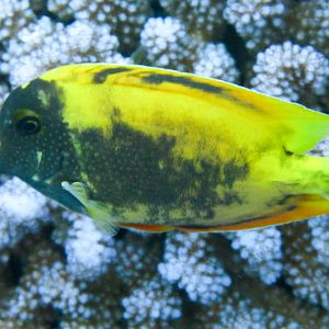 Goldring Bristletooth - transition between juvenile and adult colouration