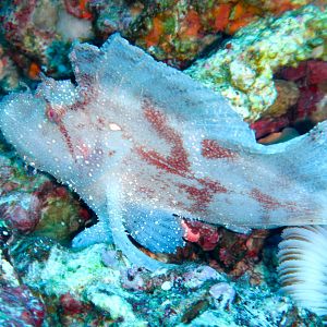 Leaf Scorpionfish