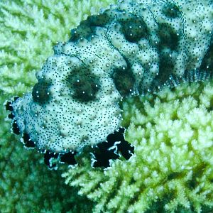 Black-spotted Sea Cucumber