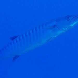 Great Barracuda
