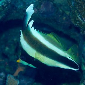Pennant Bannerfish