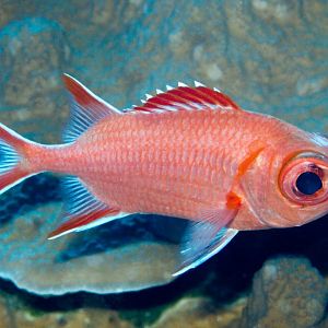 White-tip Soldierfish