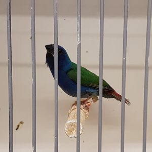 Tricolored parrotfinch