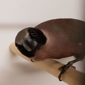 Black-faced waxbill