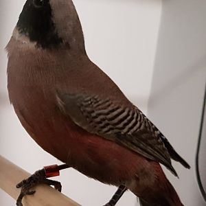 Black-faced waxbill