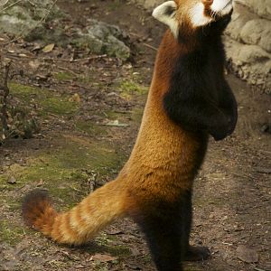 Jan. 2017 - Red Panda