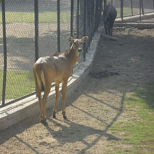 Lahore Zoo (Pakistan)