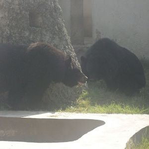 Lahore Zoo (Pakistan)