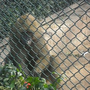 Lahore Zoo (Pakistan)