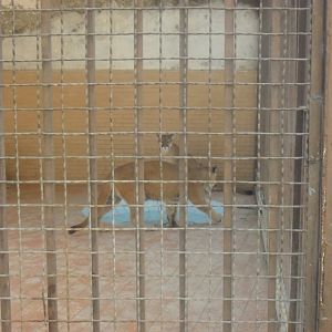 Lahore Zoo (Pakistan)