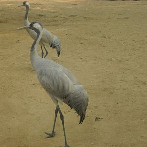 Karachi Zoo (Pakistan)