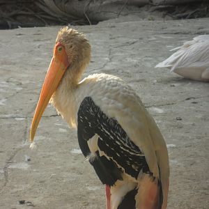 Karachi Zoo (Pakistan)