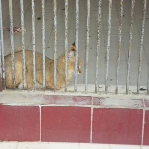 Karachi Zoo (Pakistan)