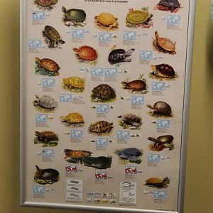 Turtle and tortoise-poster