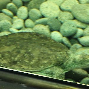 Softshell turtle