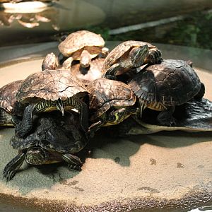 Pile of sliders .... and an hidden softshell