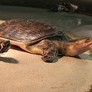 Softshell with a problem