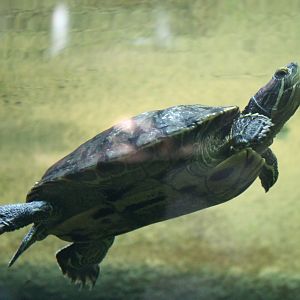 Red-eared slider