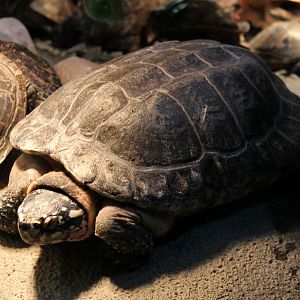 Spotted pond turtle - Geoclemys hamiltonii
