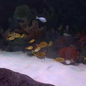 Via Aquarium