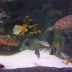 Via Aquarium