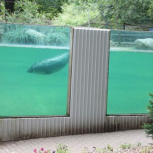 Underwater-viewing Seals