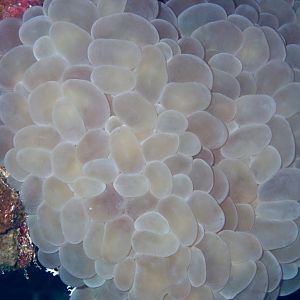Bubble Coral