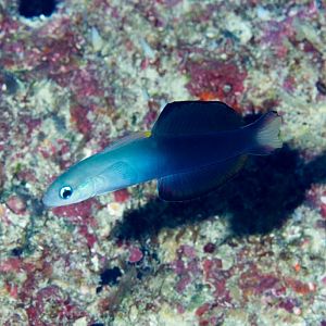 Black Dartfish