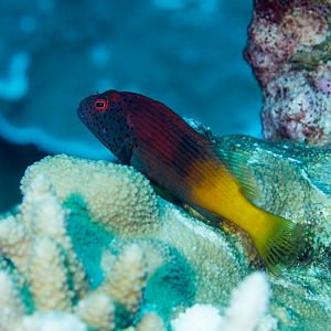 Freckled Hawkfish