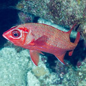 Sabre Squirrelfish