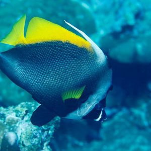 Singular Bannerfish
