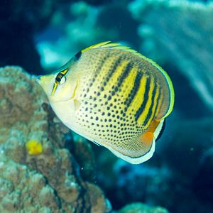 Spotbanded Butterflyfish