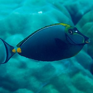 Elegant Unicornfish