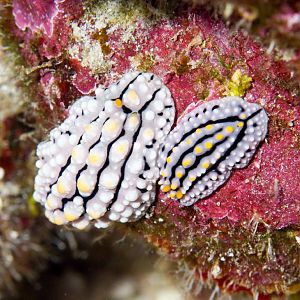 Nudibranch - Phyllidia elegans