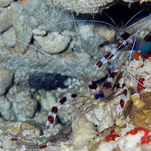 Banded Coral Shrimp