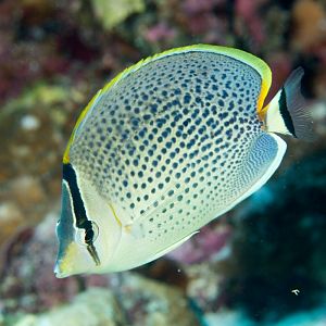 Spotted Butterflyfish