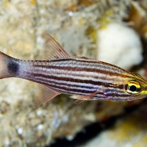 Wolf Cardinalfish