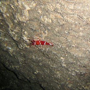 Cave Shrimp