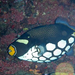 Clown Triggerfish