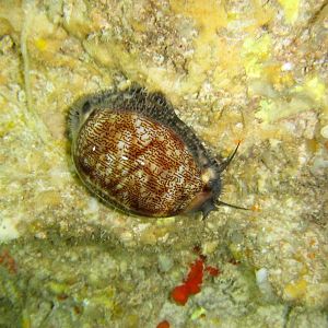 Arabian Cowrie