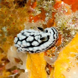 Nudibranch - Phyllidiella cooraburrama
