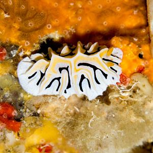 Nudibranch - Reticulidia fungia
