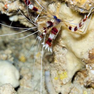 Banded Coral Shrimp