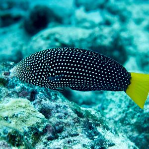 Speckled Wrasse
