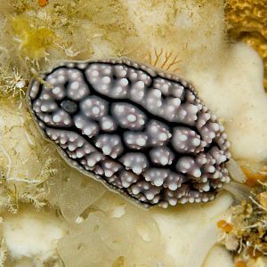 Nudibranch - Phylidiella sp.