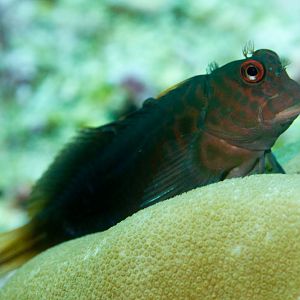 Chestnut Blenny