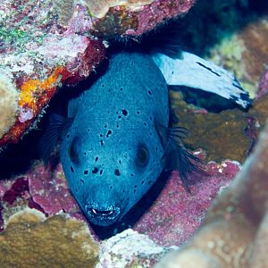 Blackspotted Pufferfish
