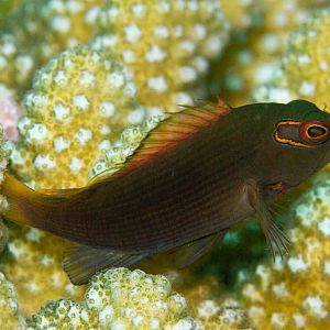 Arc-eye Hawkfish