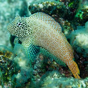 Leopard Blenny